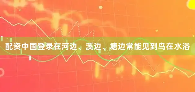 配资中国登录在河边、溪边、塘边常能见到鸟在水浴